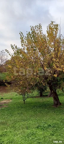 30 sot torpaq sahəsi, İsmayıllı...