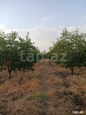 149 sot torpaq sahəsi, Bərdə r.