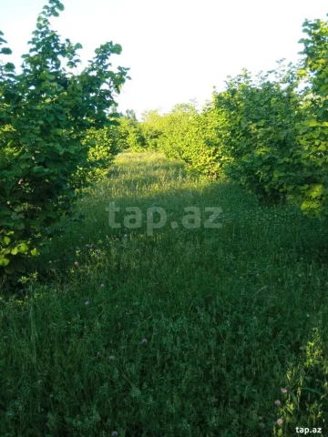 18 sot torpaq sahəsi, Xaçmaz r.