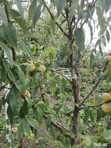 Həyət/Bağ Evi, Villa Kirayə verilir