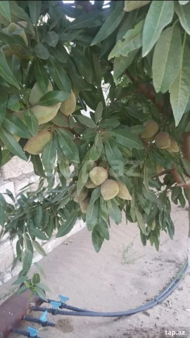 Torpaq sahəsi Satılır