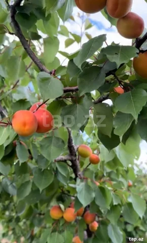 Digər Kommersiya Əmlakı Satılır