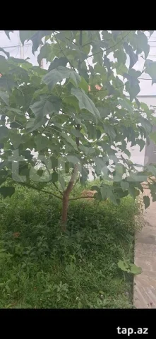 Həyət/Bağ Evi, Villa Kirayə verilir