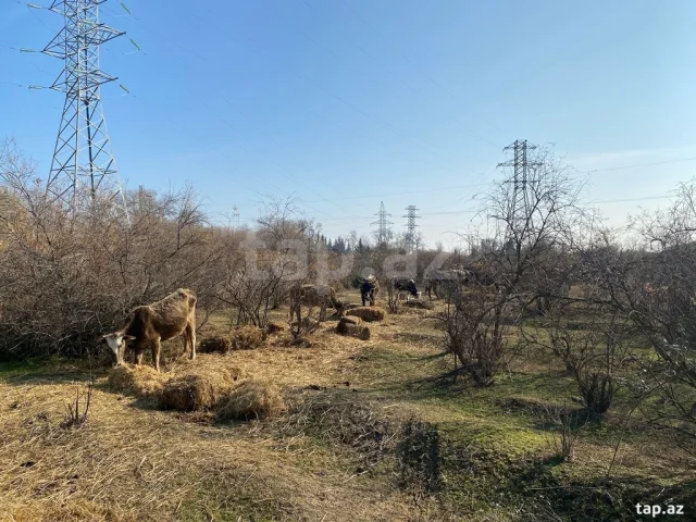 600 sot torpaq sahəsi, Salyan r.
