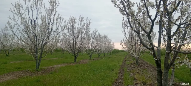 Torpaq sahəsi Satılır