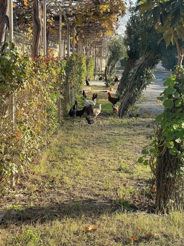 Torpaq sahəsi Satılır