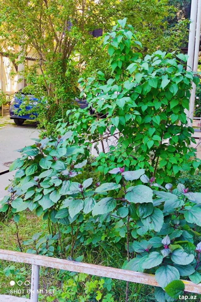 4-otaqlı mənzil, Əhmədli m., 75...