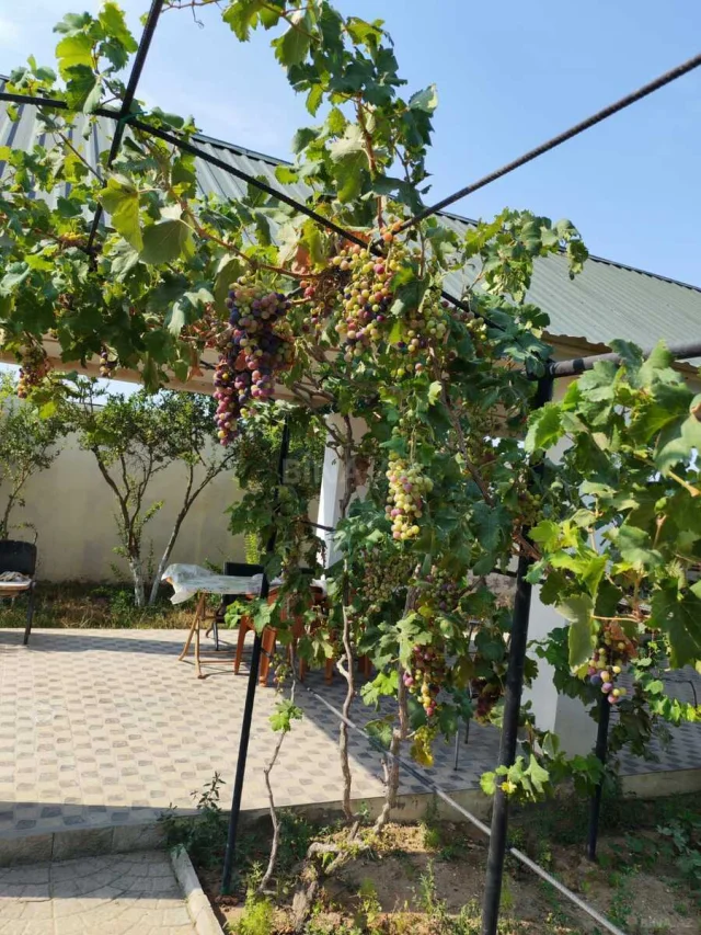 Həyət/Bağ Evi, Villa Satılır