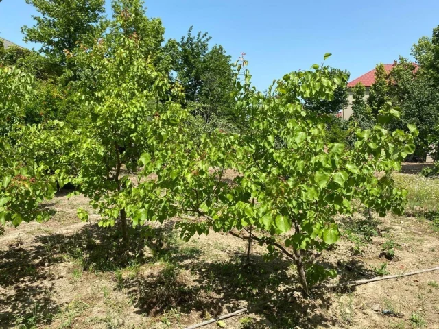 Torpaq sahəsi Satılır