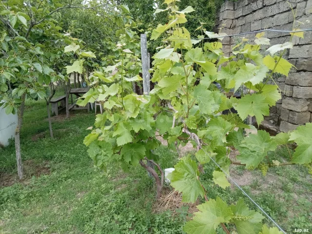 Torpaq sahəsi Satılır