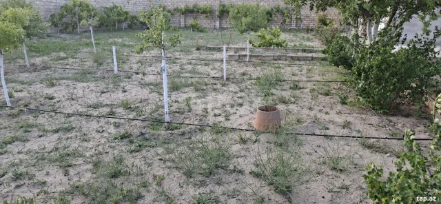 6.5 sot torpaq sahəsi, Zirə qəs.