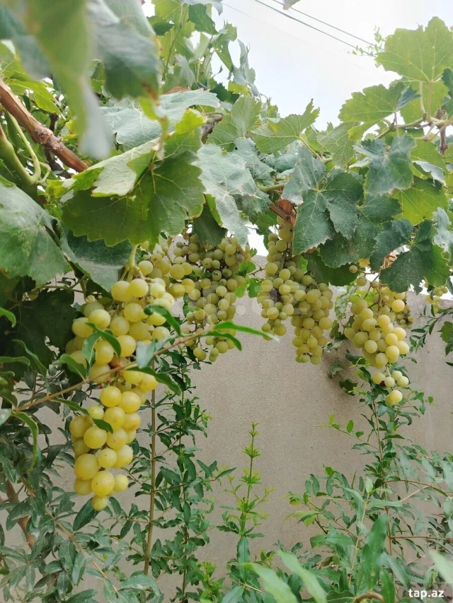 Həyət/Bağ Evi, Villa Kirayə verilir