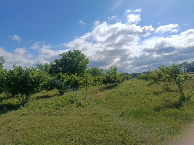 Torpaq sahəsi Satılır